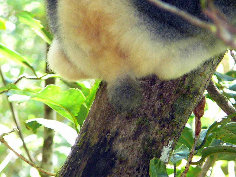 023 Indri tail